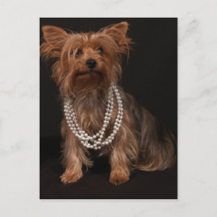 Yorkie Pearls Briefkaart