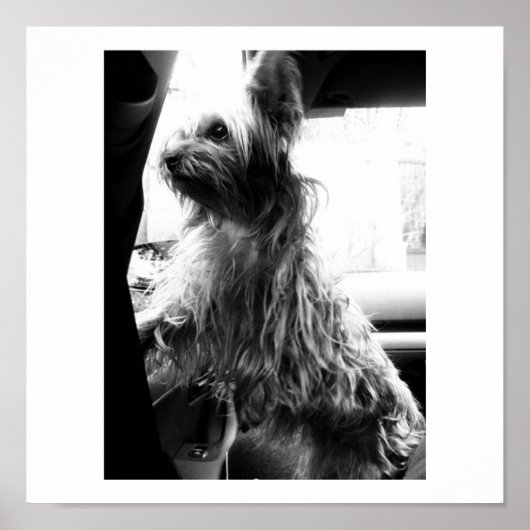 Yorkie Poster (Voorkant)
