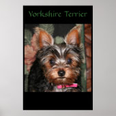 Yorkie Poster (Voorkant)