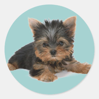 Yorkie Pup Ronde Sticker