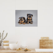 Yorkie puppies poster (Keuken)
