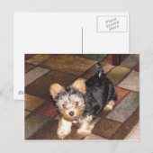 Yorkie Puppy Briefkaart (Voorkant / Achterkant)