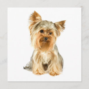 Yorkie Puppy Invitations Kaart