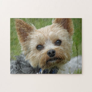 Yorkie Puzzle Legpuzzel