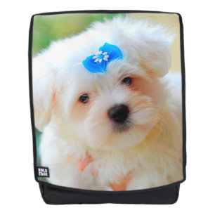 Yorkie Rugtassen