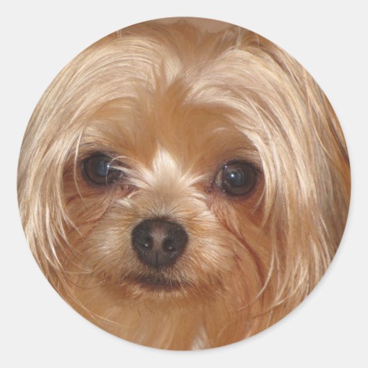 Yorkie Sticker (Voorkant)