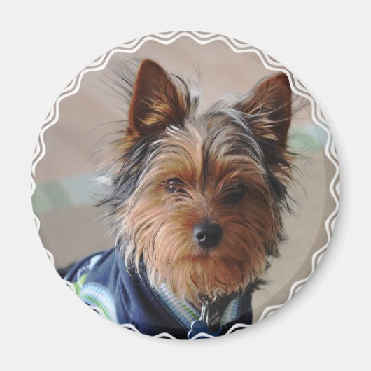 Yorkie Terrier Magnet (Devant)