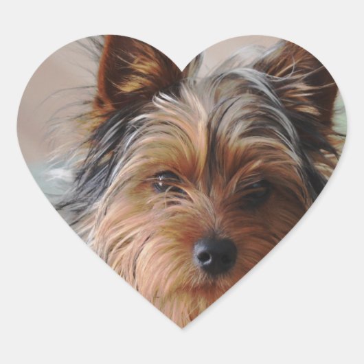Yorkie Terrier Sticker (Voorkant)