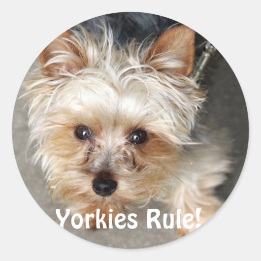 Yorkie, Yorkies heersen! Ronde Sticker (Voorkant)