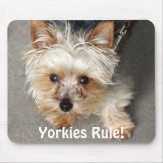 Yorkie, Yorkies Rule! Muismat