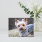 Yorkie, Yorkshire Terrier Briefkaart (Staand voorkant)