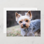 Yorkie, Yorkshire Terrier Briefkaart (Voorkant / Achterkant)