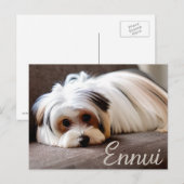 Yorkie, Yorkshire Terrier, Ervaren Ennui Briefkaart (Voorkant / Achterkant)