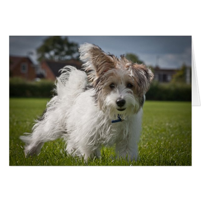 Yorkiepoo (Devant horizontal)