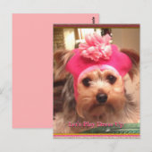 Yorkies in Petten Briefkaart (Voorkant / Achterkant)