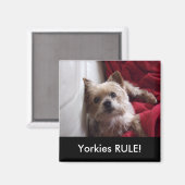 Yorkies RULE ! magnet de frigo (Recto/Verso)