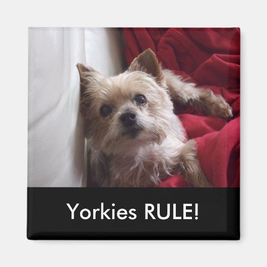 Yorkies RULE ! magnet de frigo (Devant)