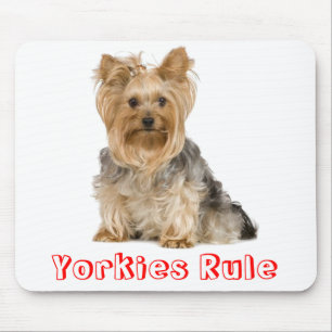 Yorkies Rule Yorkshire Terrier Puppy Honden Muisma Muismat