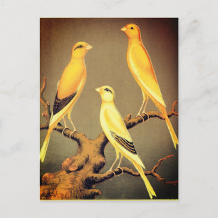 YORKSHIRE CANARIES BRIEFKAART