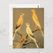 YORKSHIRE CANARIES BRIEFKAART (Voorkant / Achterkant)