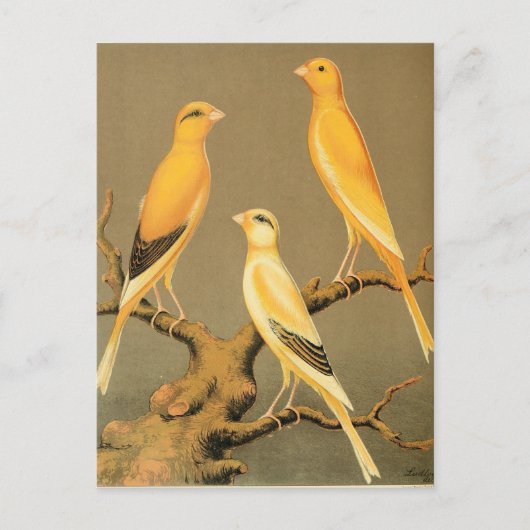 YORKSHIRE CANARIES BRIEFKAART (Voorkant)
