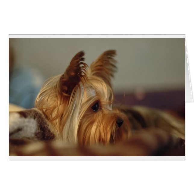 Yorkshire Terrier (Devant horizontal)