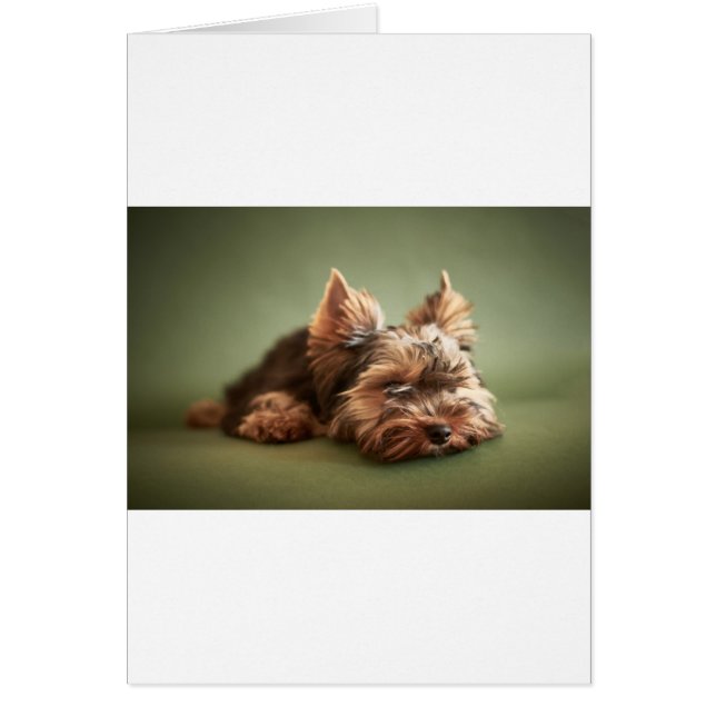 Yorkshire Terrier (Devant)