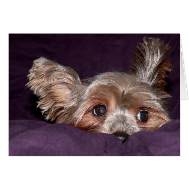 Yorkshire Terrier (Devant horizontal)