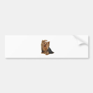 Yorkshire Terrier (7) Bumpersticker
