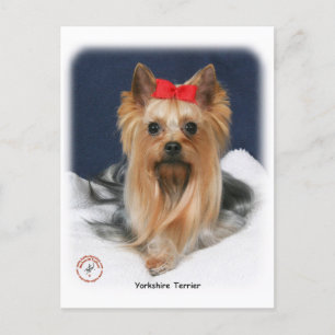 Yorkshire Terrier 9Y110D-019 Briefkaart