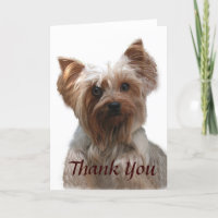 Yorkshire Terrier - Bedankt voor je creditcard