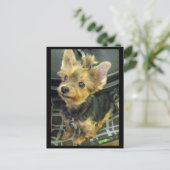 Yorkshire Terrier Briefkaart (Staand voorkant)