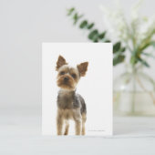 Yorkshire Terrier Briefkaart (Staand voorkant)