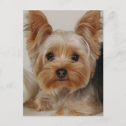 Yorkshire Terrier Briefkaart (Voorkant)