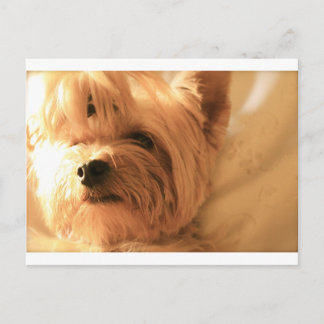 Yorkshire Terrier Briefkaart