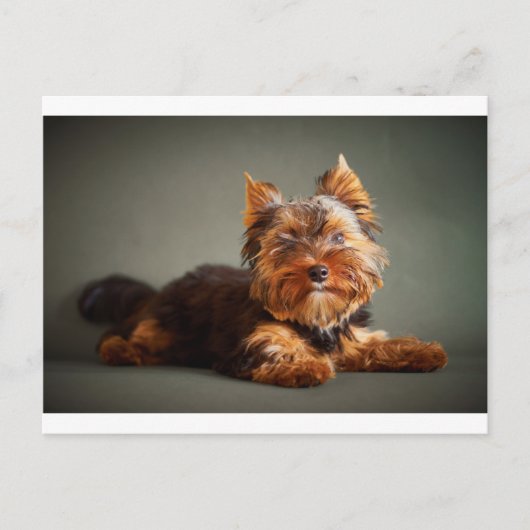 Yorkshire Terrier Briefkaart (Voorkant)