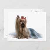 Yorkshire Terrier Briefkaart (Voorkant / Achterkant)