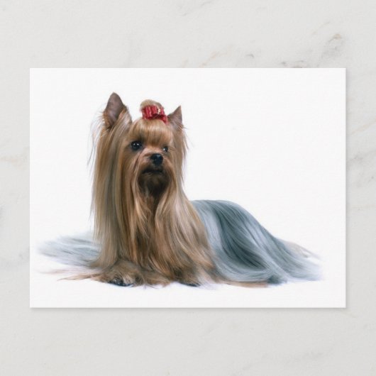Yorkshire Terrier Briefkaart (Voorkant)