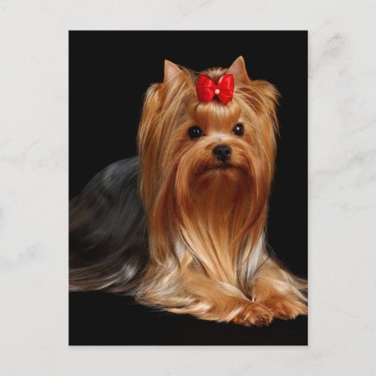 Yorkshire Terrier Briefkaart (Voorkant)