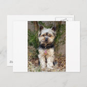Yorkshire Terrier Briefkaart (Voorkant / Achterkant)