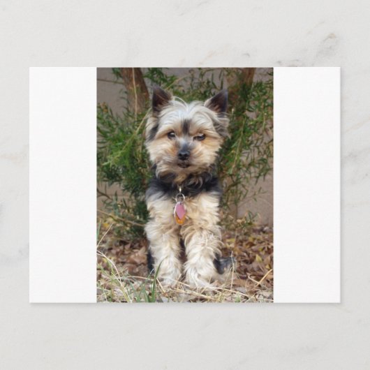 Yorkshire Terrier Briefkaart (Voorkant)