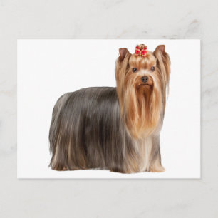 Yorkshire Terrier Briefkaart