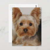 Yorkshire Terrier Briefkaart (Voorkant / Achterkant)