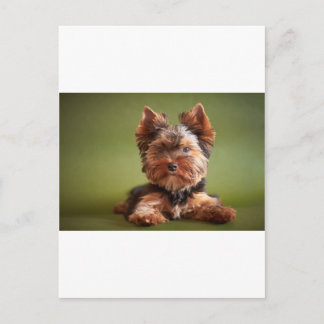 Yorkshire Terrier Briefkaart