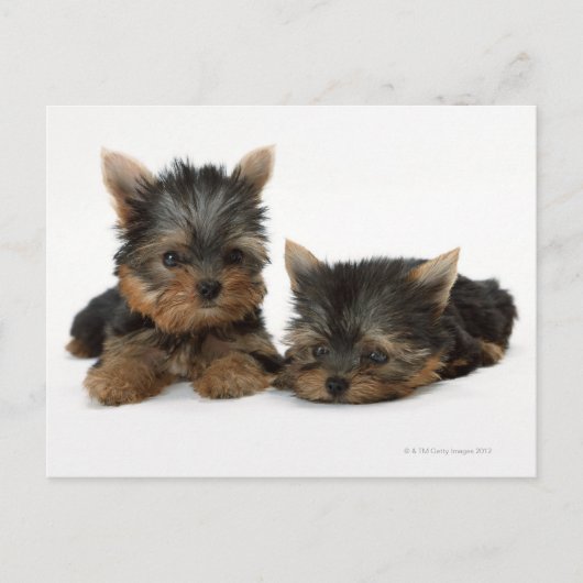 Yorkshire Terrier Briefkaart (Voorkant)