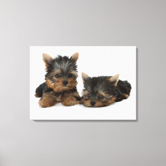 Yorkshire Terrier Canvas Afdruk (Voorkant)