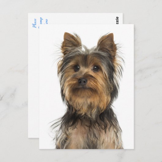 Yorkshire Terrier Chien Chien Chien Blanc Carte po (Devant / Derrière)