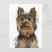 Yorkshire Terrier Chien Chien Chien Blanc Carte po (Devant)