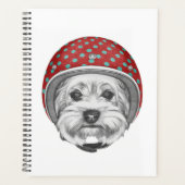 Yorkshire Terrier Daredevil (Devant)