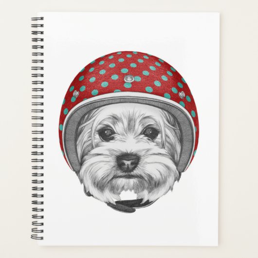 Yorkshire Terrier Daredevil (Devant)